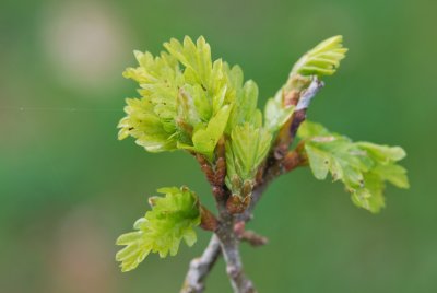 Quercus robur 'Fürst Schwarzenberg'- dub letní 'Fürst Schwarzenberg' - jarní výhonky